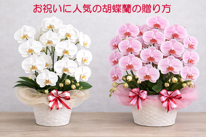 贈り物に人気の胡蝶蘭